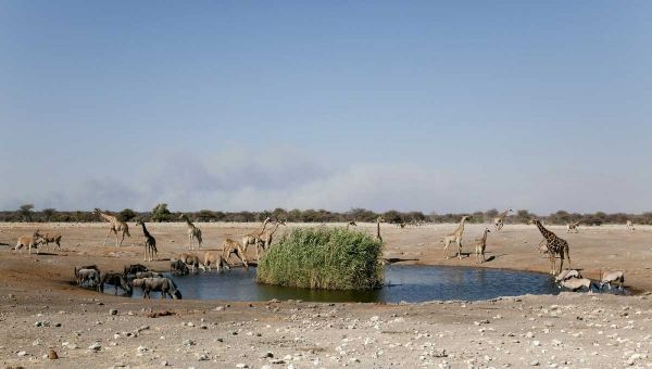 Animals gather at waterhole, Etosha NP, Namibia